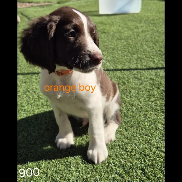 English Springer Spaniel - Both