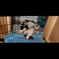 English Springer Spaniel - Bitches