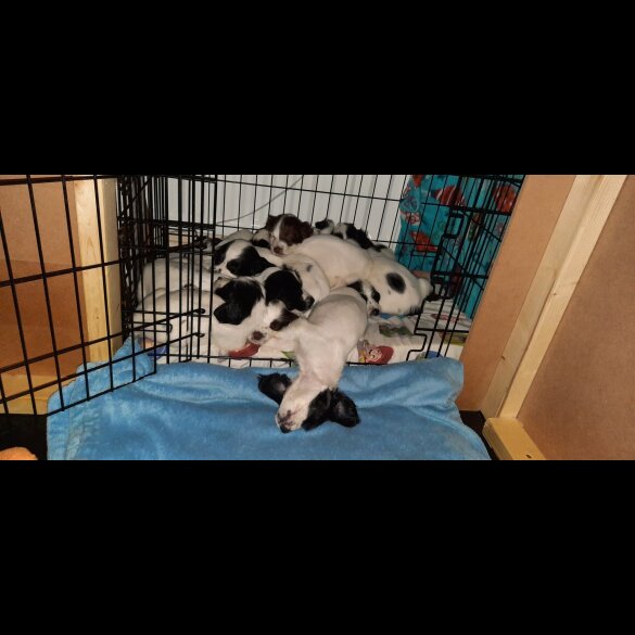 English Springer Spaniel - Bitches