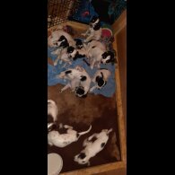 English Springer Spaniel - Bitches