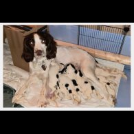 English Springer Spaniel - Bitches