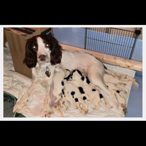 English Springer Spaniel - Bitches