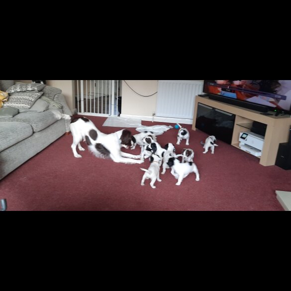 English Springer Spaniel - Bitches