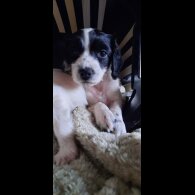 English Springer Spaniel - Bitches