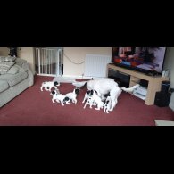 English Springer Spaniel - Bitches
