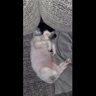 English Springer Spaniel - Bitches