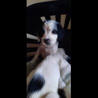 English Springer Spaniel - Bitches