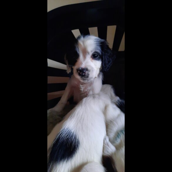 English Springer Spaniel - Bitches