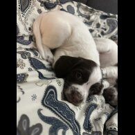 English Springer Spaniel - Both