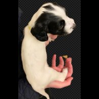 English Springer Spaniel - Bitches