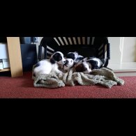 English Springer Spaniel - Bitches
