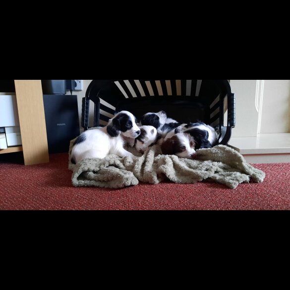 English Springer Spaniel - Bitches