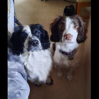 English Springer Spaniel - Bitches