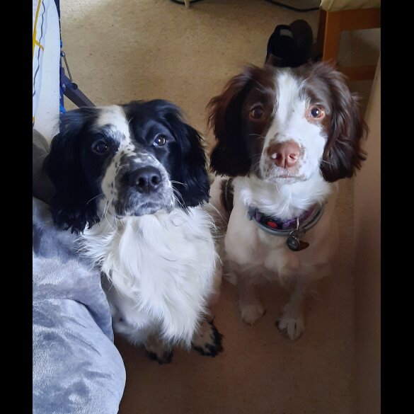 English Springer Spaniel - Bitches