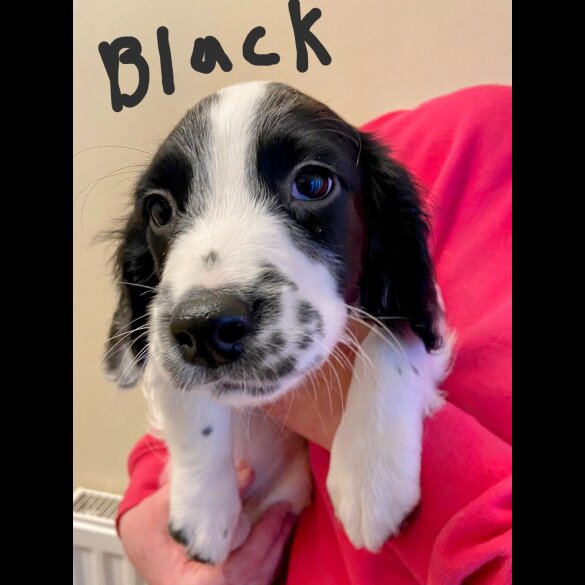 English Springer Spaniel - Bitches