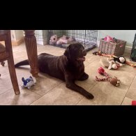Labrador Retriever - Dogs