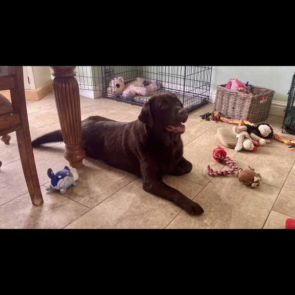 Labrador Retriever - Dogs