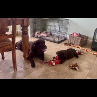 Labrador Retriever - Dogs