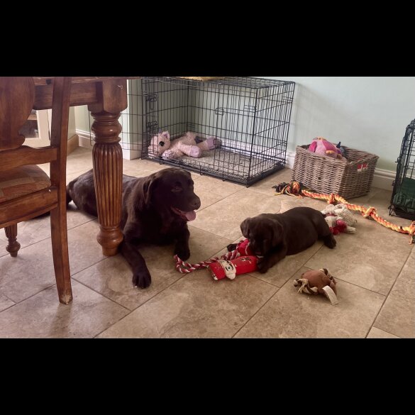 Labrador Retriever - Dogs