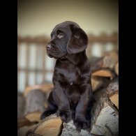 Labrador Retriever - Dogs
