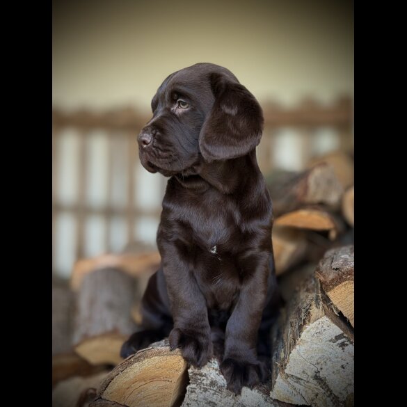 Labrador Retriever - Dogs