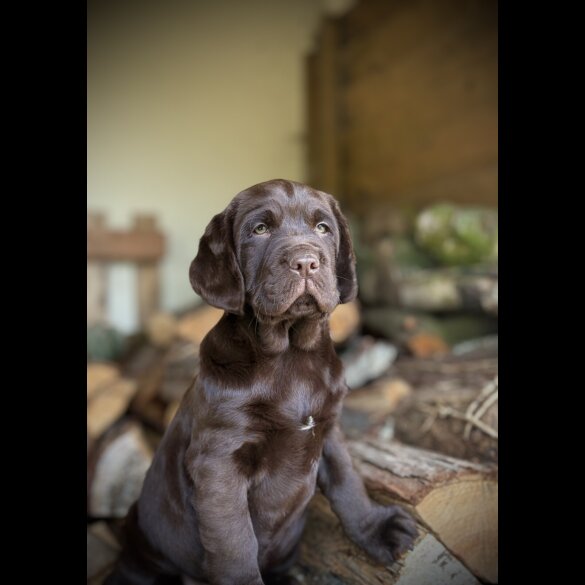 Labrador Retriever - Dogs