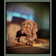 Labrador Retriever - Dogs