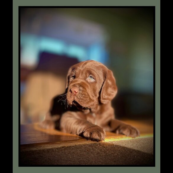 Labrador Retriever - Dogs