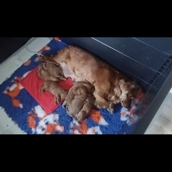 Cockapoo - Both