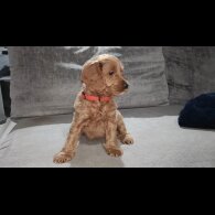 Cockapoo - Both
