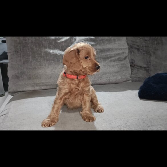 Cockapoo - Both