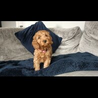 Cockapoo - Both