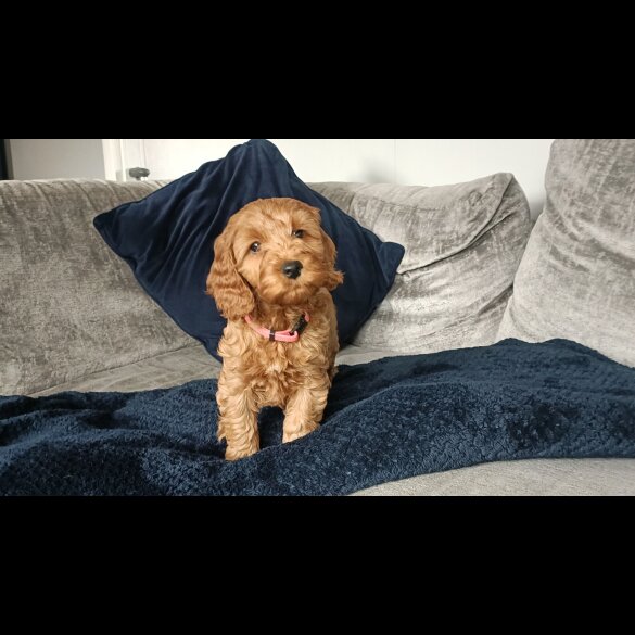 Cockapoo - Both