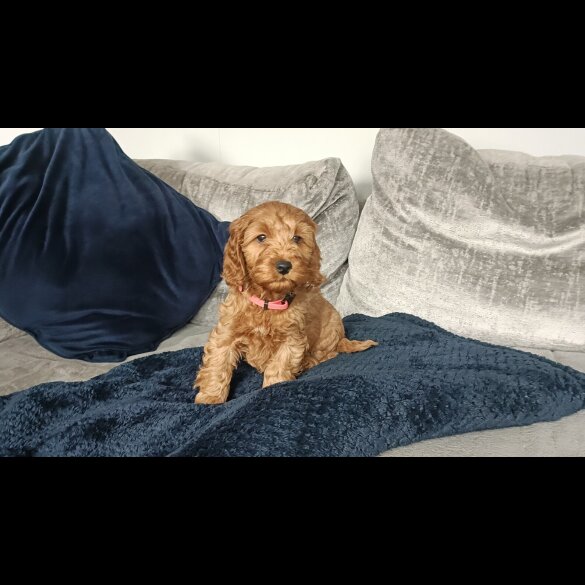 Cockapoo - Both