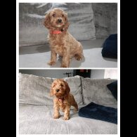 Cockapoo - Both