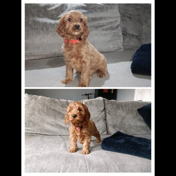 Cockapoo - Both
