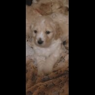 Cockapoo - Both