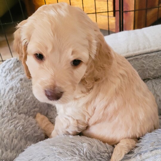Cockapoo - Both