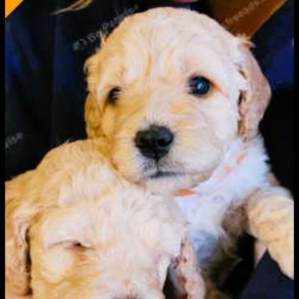Cockapoo - Both