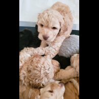 Cockapoo - Both