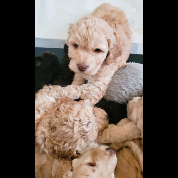 Cockapoo - Both