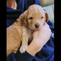 Cockapoo - Both