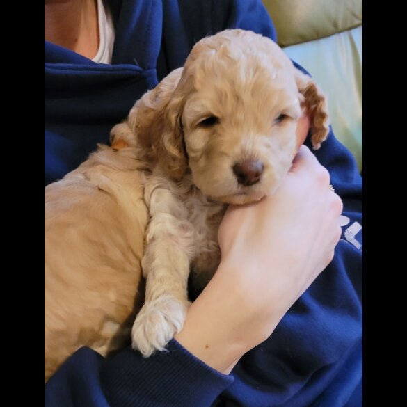 Cockapoo - Both