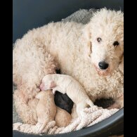 Cockapoo - Both