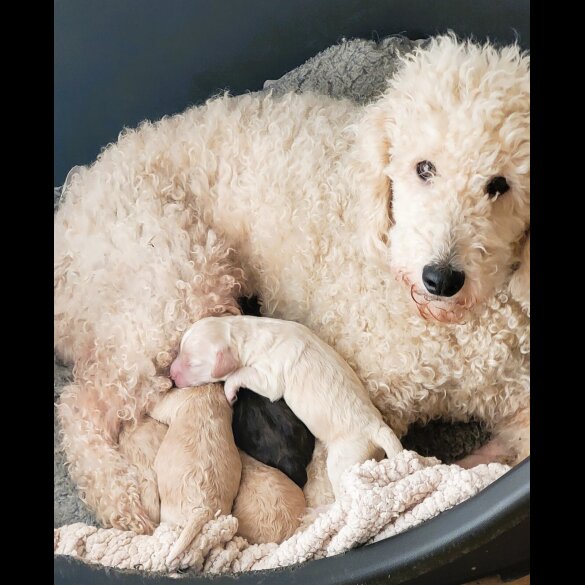 Cockapoo - Both