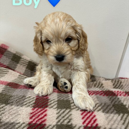 Cockapoo - Both