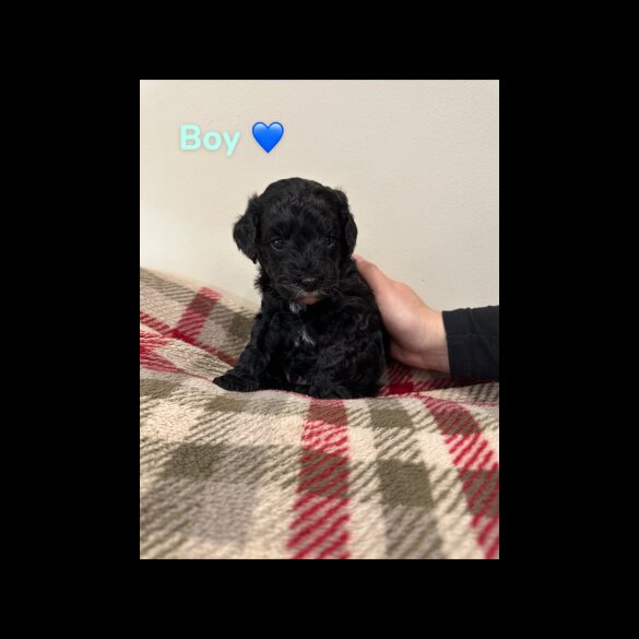 Cockapoo - Both