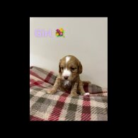 Cockapoo - Both