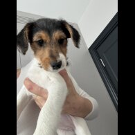 Smooth Fox Terrier - Both