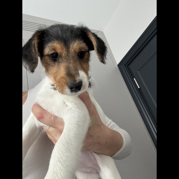 Smooth Fox Terrier - Both
